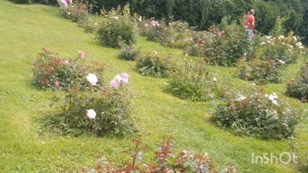 Розовый Сад в Баден Бадене🌹 Germany🌹Rosengarten🌹 Baden Baden