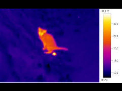 Монокуляр Pulsar QUANTUM XD 50 S Хочу все знать! смотреть онлайн