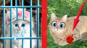 Разве ЭТО ЛЮБОВЬ?! Украденная НЕВЕСТА! РАНЕННЫЙ КОТ!!!