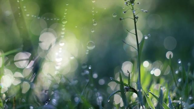 Макро CANON EOS 600D смотреть онлайн