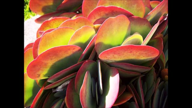 Kalanchoe Thyrsiflora