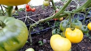 Томат Сахара (Sakhara).