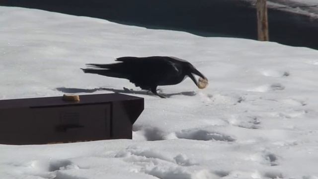 ... ворона где-то я ... давать мал-мала булка ... смотреть онлайн