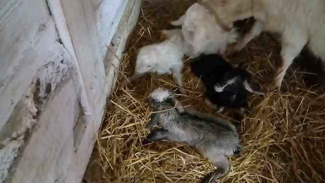 Новорожденные козлята! смотреть онлайн