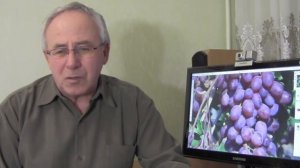 @ДНОК обработка растений, ДНОК инсектофунгицид