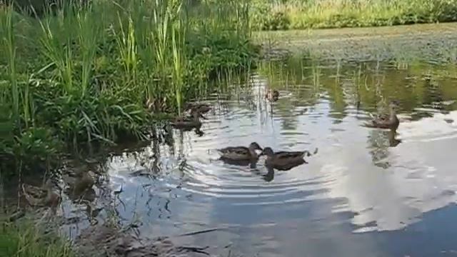 Зеленоград. Черное озеро, 13.07.2015г.