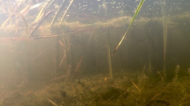 С ружьём на ЩУКУ! Подводная рыбалка ยิงปลาในน้ำ смотреть онлайн