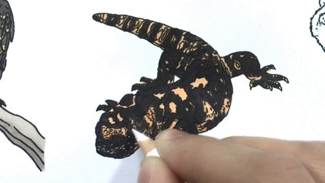 Wild Animals Coloring Pages Ep.4 смотреть онлайн