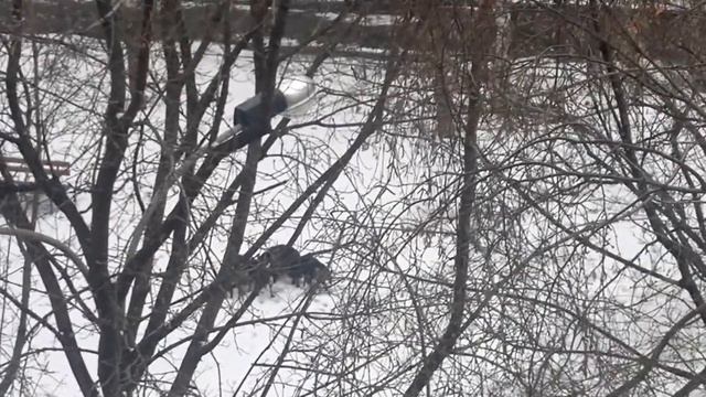 СОБАКИ загрызли кота.часть1 .mp4 смотреть онлайн