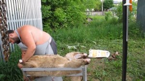 Разделка барана