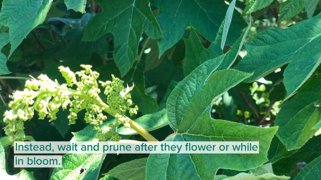 Hydrangea care and pruning смотреть онлайн