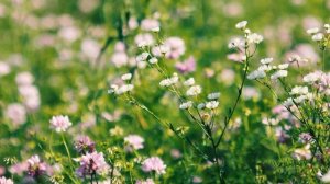 Полевая ромашка в красивом поле | Футажи красивая природа [FullHD]