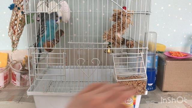Обустройство клетки для попугая смотреть онлайн
