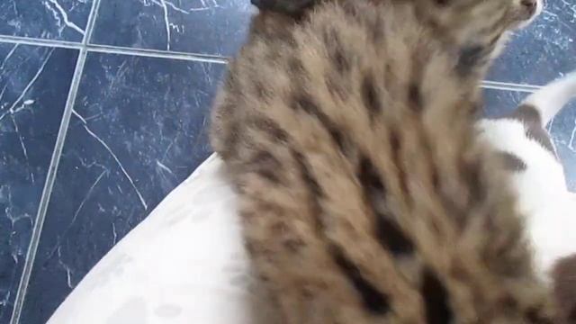девочки африканского сервала 1 месяц смотреть онлайн