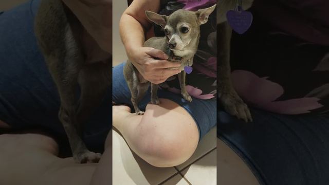 Lynae blue Chihuahua for adoption смотреть онлайн