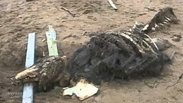 SCP-682 неуязвимая рептилия смотреть онлайн