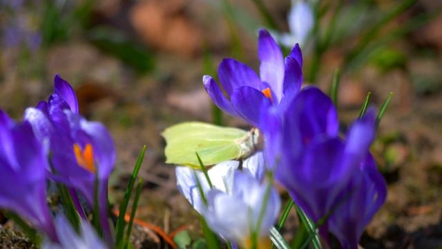 Panasonic GH5 | Lens Olympus12-40mm f/2.8 PRO | Cinematic | Spring crocus flowers смотреть онлайн