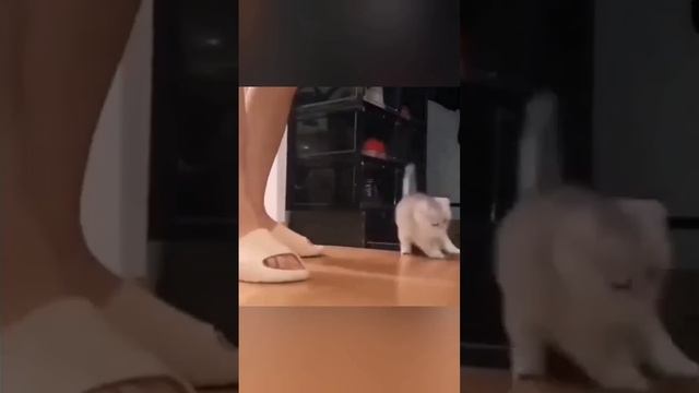 Смешные коты. смотреть онлайн