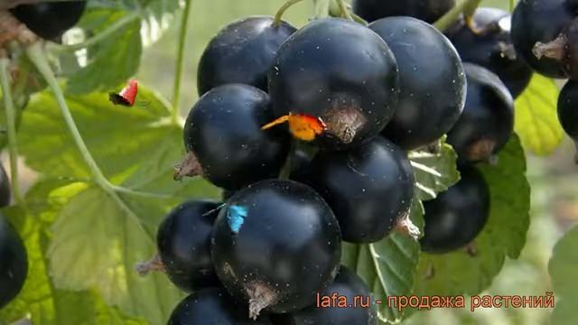 Смородина черная Тамерлан (ribes Nigrum Tamerlan) ? обзор: как сажать, саженцы смородины Тамерлан