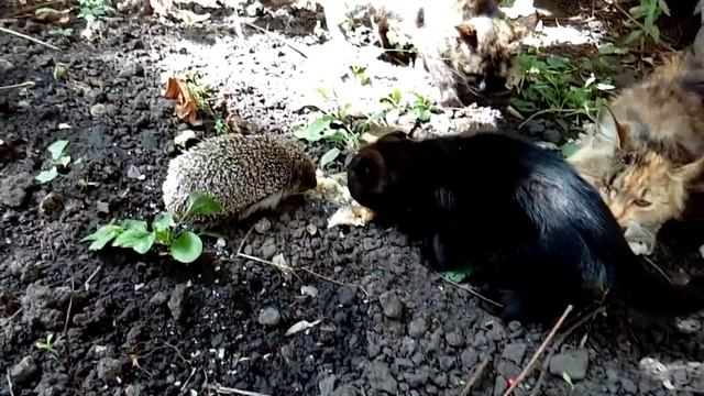 Ежик в саду смотреть онлайн