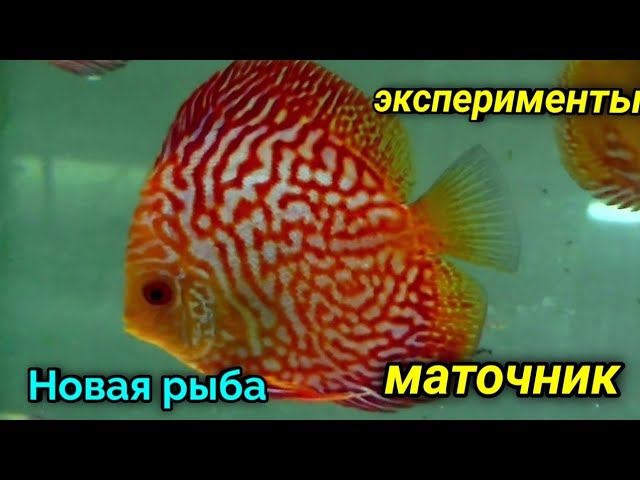 Эксперименты разведения. Отправка. Правда о подарках Чемпионата смотреть онлайн