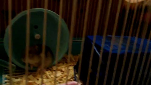 Хома [Новый корм,новый минеральный камень] смотреть онлайн