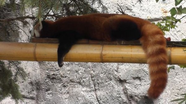 Красная Панда/ Red Panda