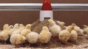 Какой комбикорм выбрать для цыплят бройлеров?