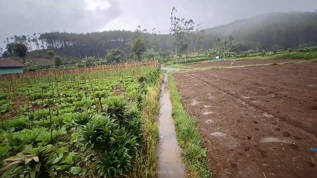 Heavy Rain In Rural Indonesia, Very Cold | Sleep Instantly With The Sound Of Heavy Rain