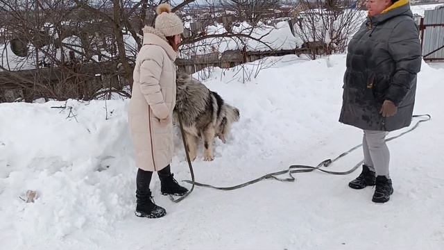 Первое занятие с кавказской овчаркой 😱🔥 #кавказскаяовчарка #дрессировкасобаки #дрессировка смотреть онлайн