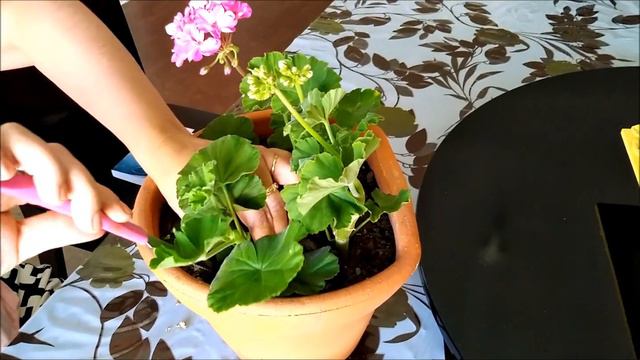 PLANTANDO MUDAS DE GERÂNIOS смотреть онлайн