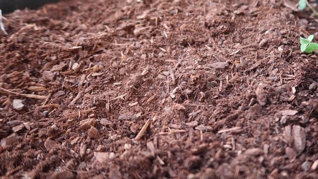 Why is my fruit dropping from my fruit tree/ Process of Elimination смотреть онлайн