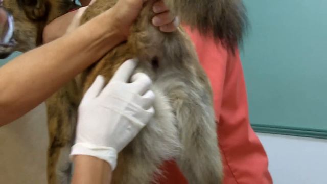 Anal Gland Expression AMC смотреть онлайн