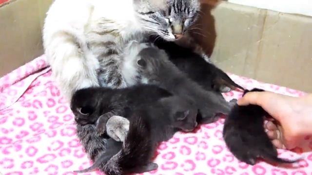 Наша КОШКА РОДИЛА Котят РЕАКЦИЯ Кошки на котят Кошка Мисс Мари смотреть онлайн