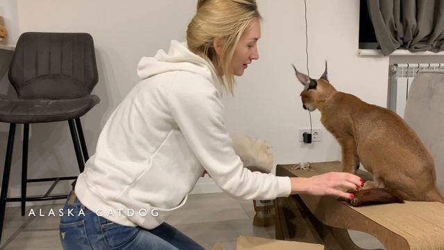 Tried dry food for pets, caracal reaction 😩 / Сушеная еда для питомцев, реакция каракала Аляски смотреть онлайн
