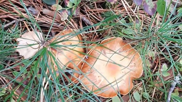 ЭТОТ ОСЕННИЙ ДЕНЬ!/ВОСПОМИНАНИЯ О ЗОЛОТОЙ ОСЕНИ 2022 ГОДА смотреть онлайн