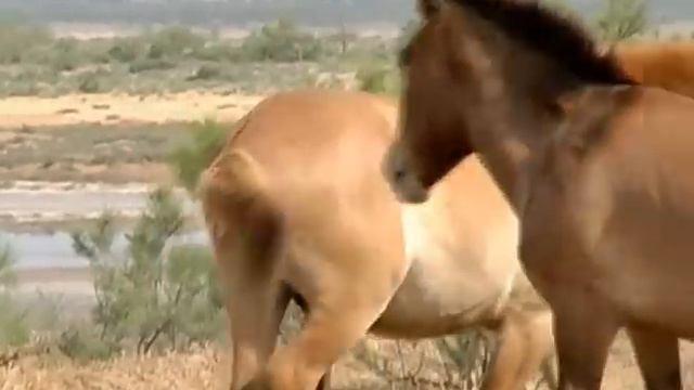 horses Gays club смотреть онлайн