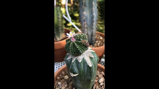 Aztekium ritteri - Grafted Cactus Flowering : Bud to Bloom : HD смотреть онлайн