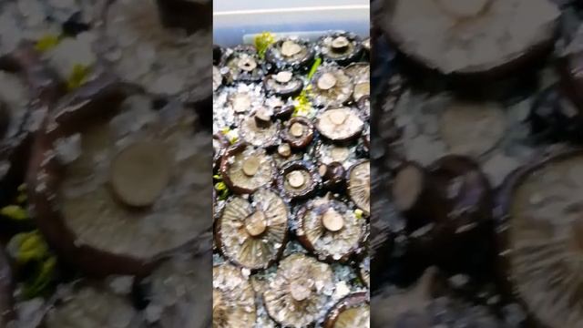 Рецепты для гурманов и ценителей вкуса