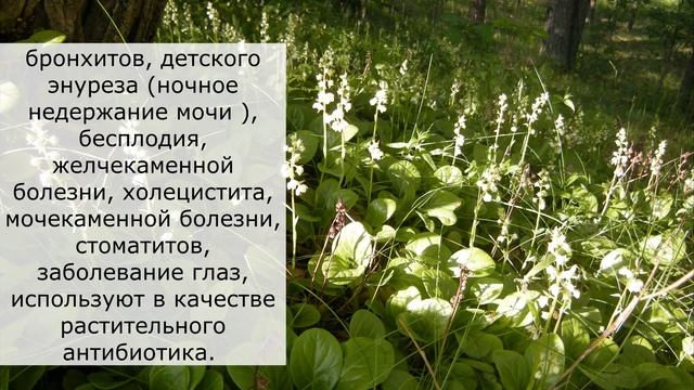 Все о траве Грушанка круглолистная от Здравницы Полынь смотреть онлайн