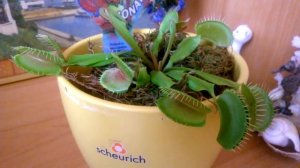 Моя Венерина мухоловка . Об уходе и не только!