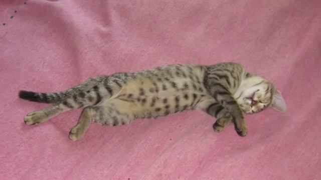 Мой кот Тимоша. Проект 