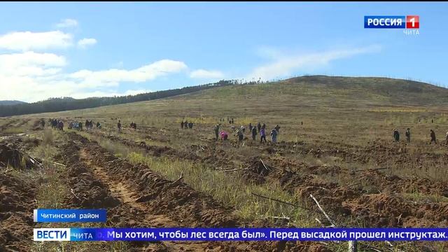 Вблизи села Сивякова Читинского района высадили свыше 40 тысяч саженцев смотреть онлайн