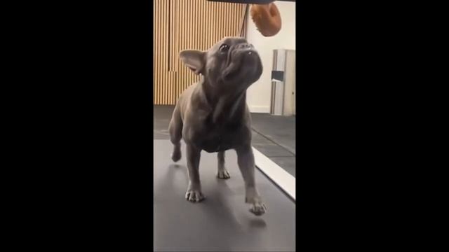 Funny Animals -  Funny Cats _ Dogs -  Funny Animal Videos 2023  - Part 6_Haypyy Pett
#cuteanimals