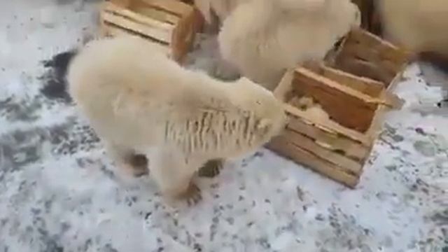 белые медведи на помойке смотреть онлайн