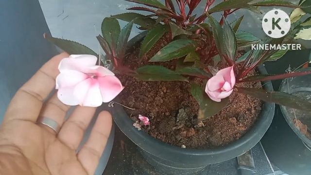 balsam cuttings എങ്ങനെ വേര് പിടിപ്പിച്ചെടുക്കാം|chinnese balsam propagation|star family смотреть онлайн