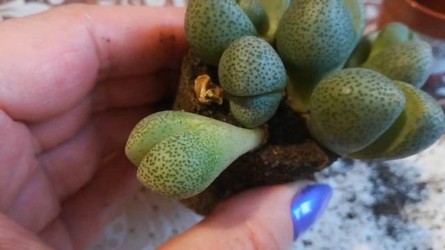 Пересадка живых камней и декор? смотреть онлайн