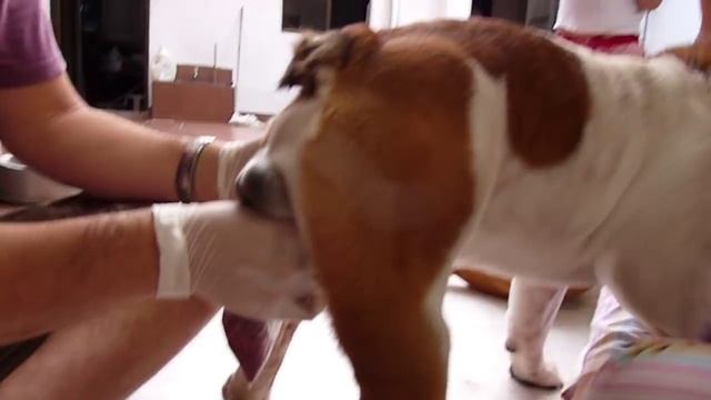 Video of how to artificially inseminate an English bulldog смотреть онлайн