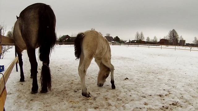 Смешной жеребенок) смотреть онлайн