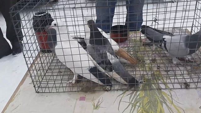 Сборная ярмарка голубей в Шахтах. Птичий рынок 05.02.23. Продолжение. Вird market. смотреть онлайн